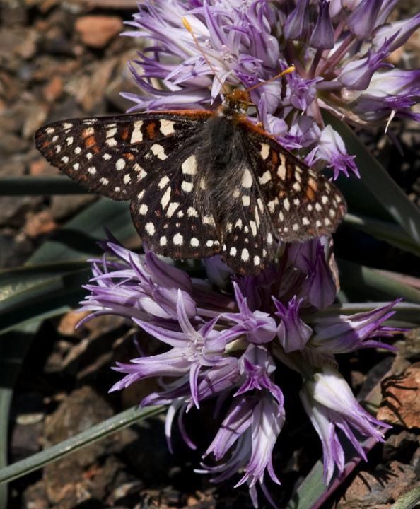 Checkespot & Allium siskiyouense 2920.jpg